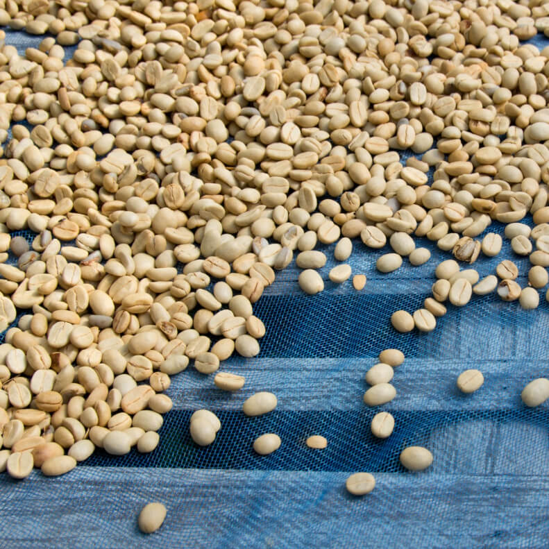 Zelená káva představuje obyčejná kávová zrna, nejčastěji odrůdy arabica, která neprošla pražením.