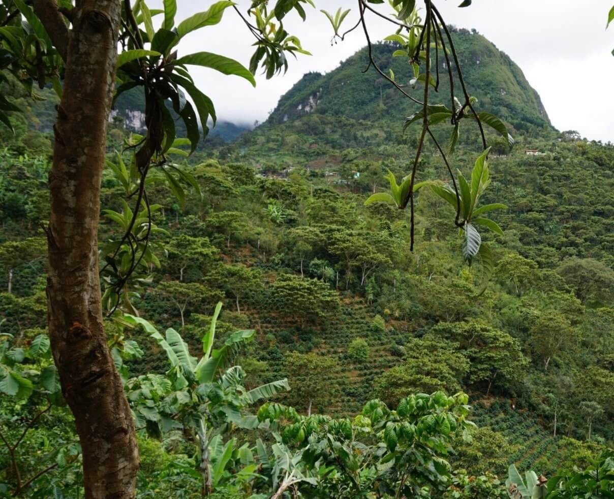 Guatemalská kávová farma El Injerto se nachází v regionu Huehuetenango.