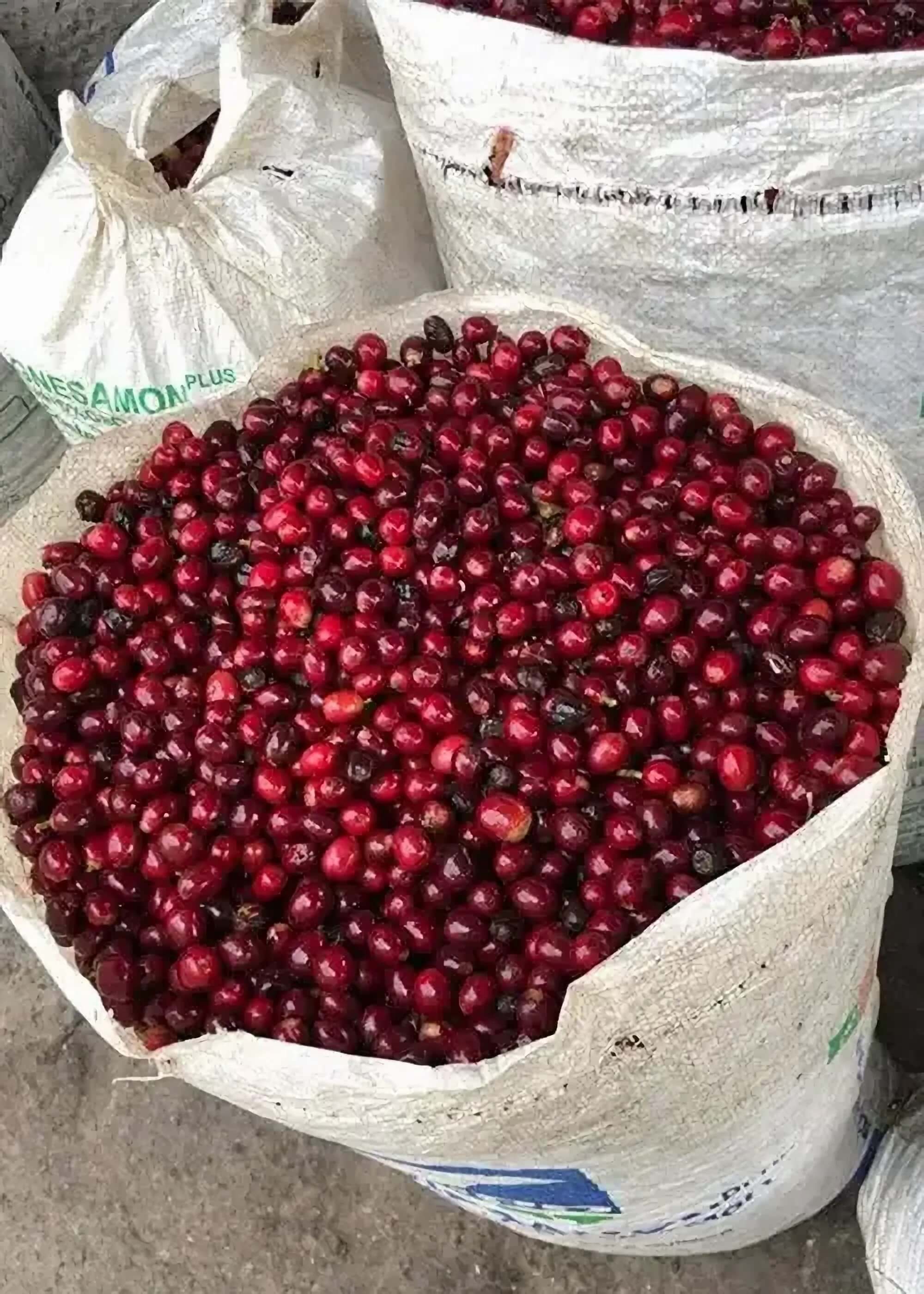 Bourbon je jedna ze základních kávových odrůd Arabiky, která vznikla pravděpodobně z Typicy.