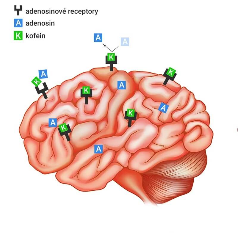 Jak kofein nahrazuje neurotransmiter adenosin