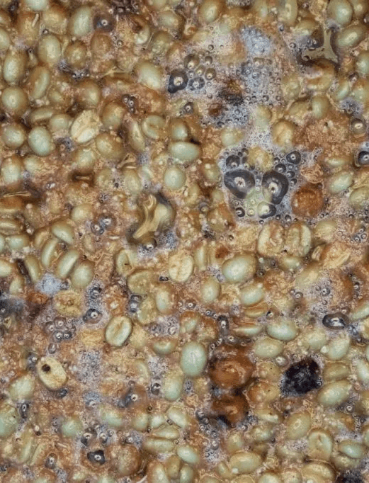 Culturing je způsob zpracování kávy, kdy se při fermentaci zrnek přidají bakterie a kvasinky.