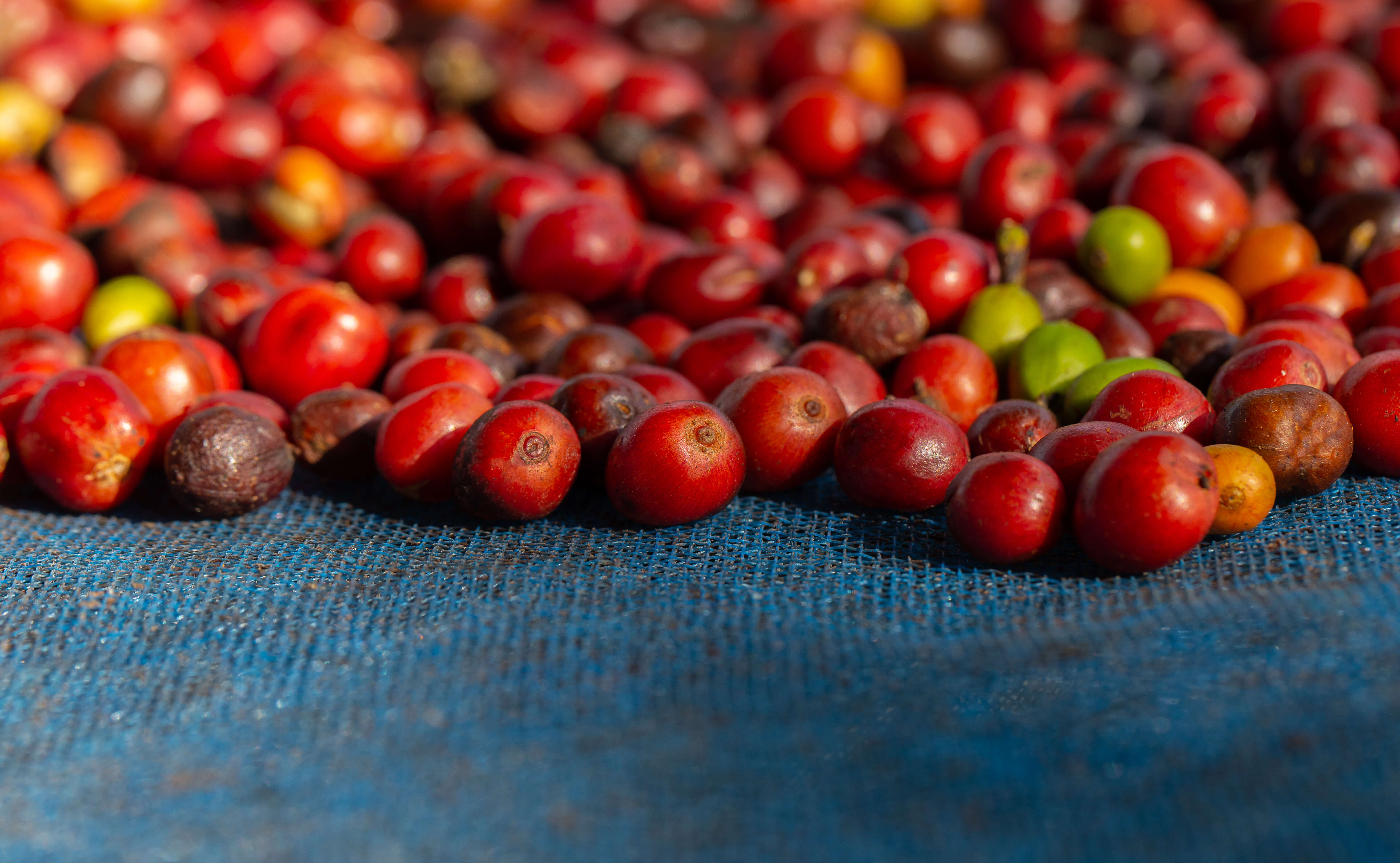 Na guatemalské kávové farmě Finca El Injerto pěstují různé kávové odrůdy.