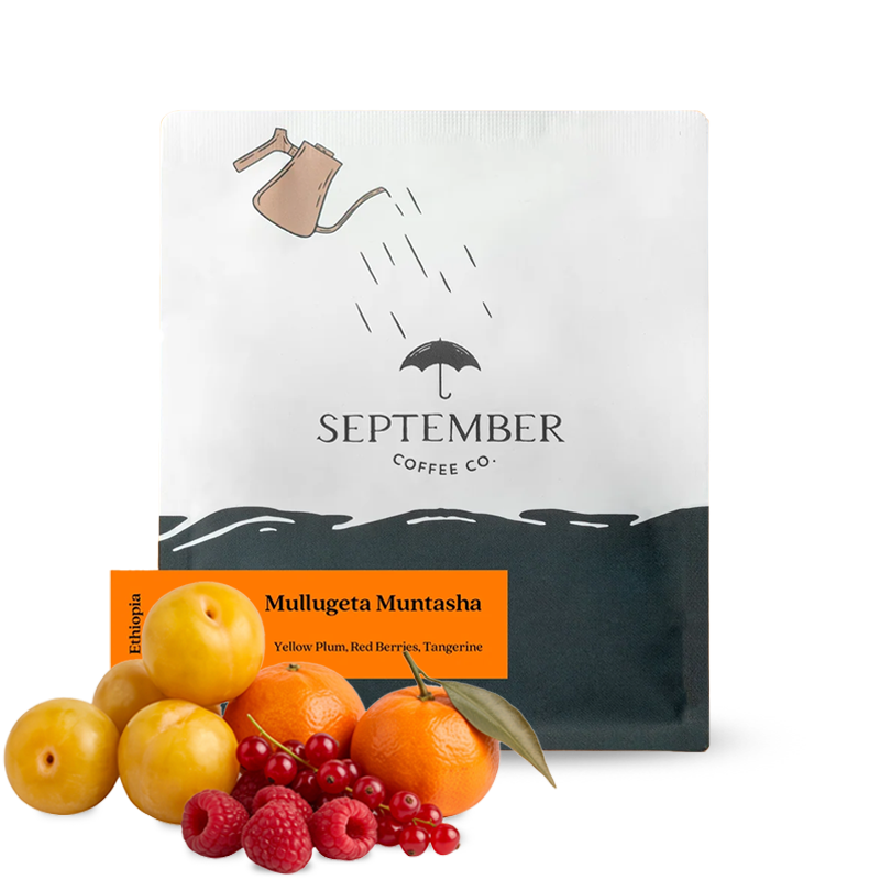 Výběrová káva September Coffee Etiopie MULLUGETA MUNTASHA