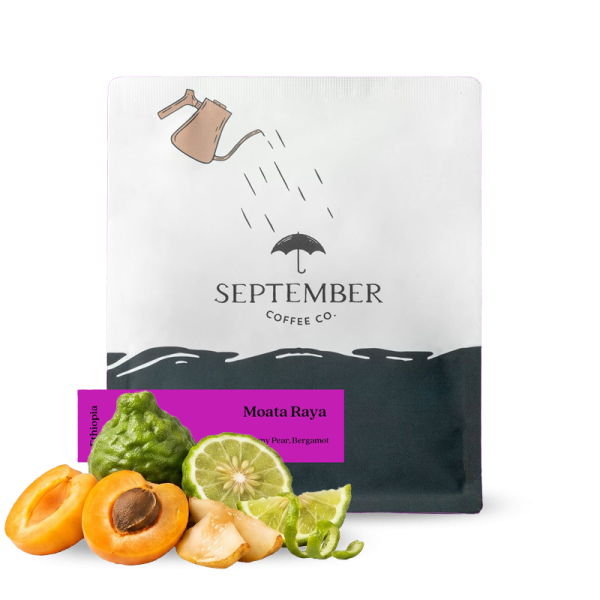 Výběrová káva September Coffee Etiopie MOATA RAYA
