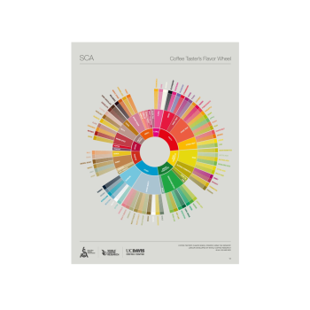 SCA The Coffee Taster's Flavor Wheel - kolo chutí - poster 460 × 610 mm - ENG
