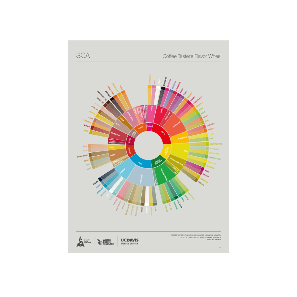SCA The Coffee Taster's Flavor Wheel - kolo chutí - poster 460 × 610 mm - ENG