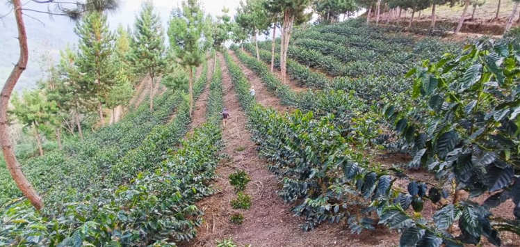 Peru EL ROMERILLO GEISHA - 150g | Prodigal Coffee | Kofio.cz