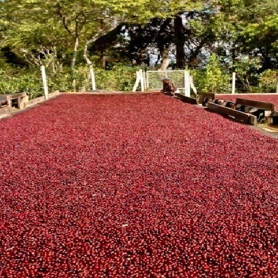 Výběrová káva La Boheme Café El Salvador Villa Galicia, Bourbon Natural