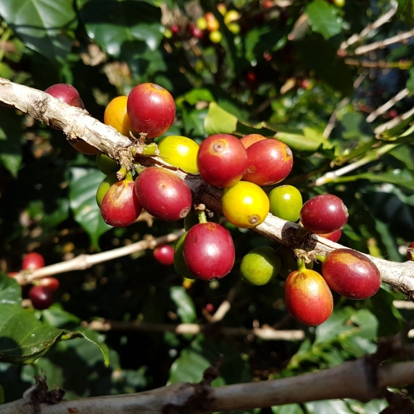 Etiopie BIRI CHEREKA | Francin Roasters | Kofio.cz