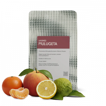 Etiopie MULUGETA WASHED - The Coffee Collective
