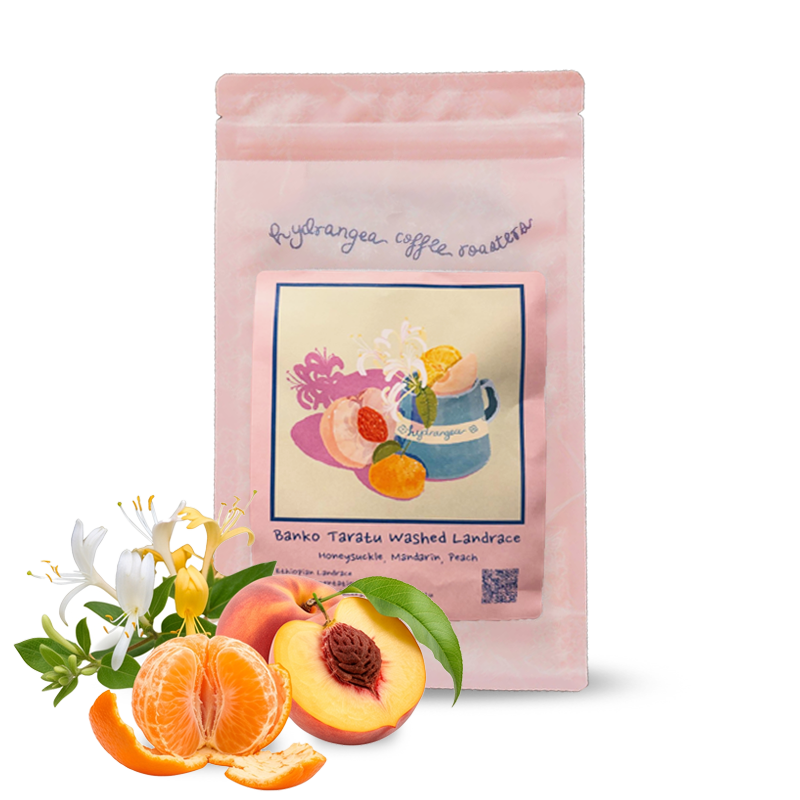 Výběrová káva Hydrangea Coffee Roasters Etiopie BANKO TARATU